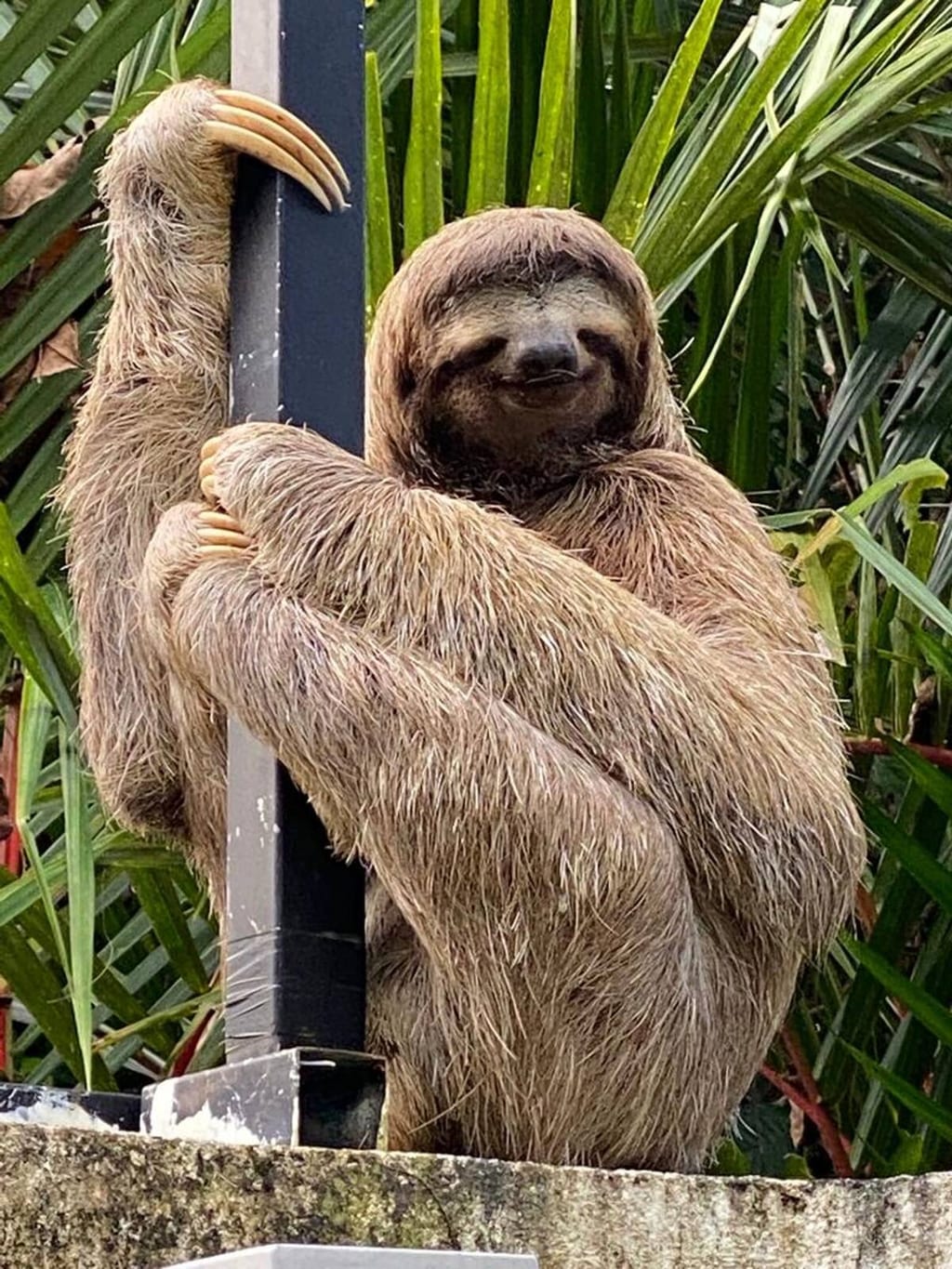 Three-toed sloth clinging to a post in the garden at Casa Rosa Blanca