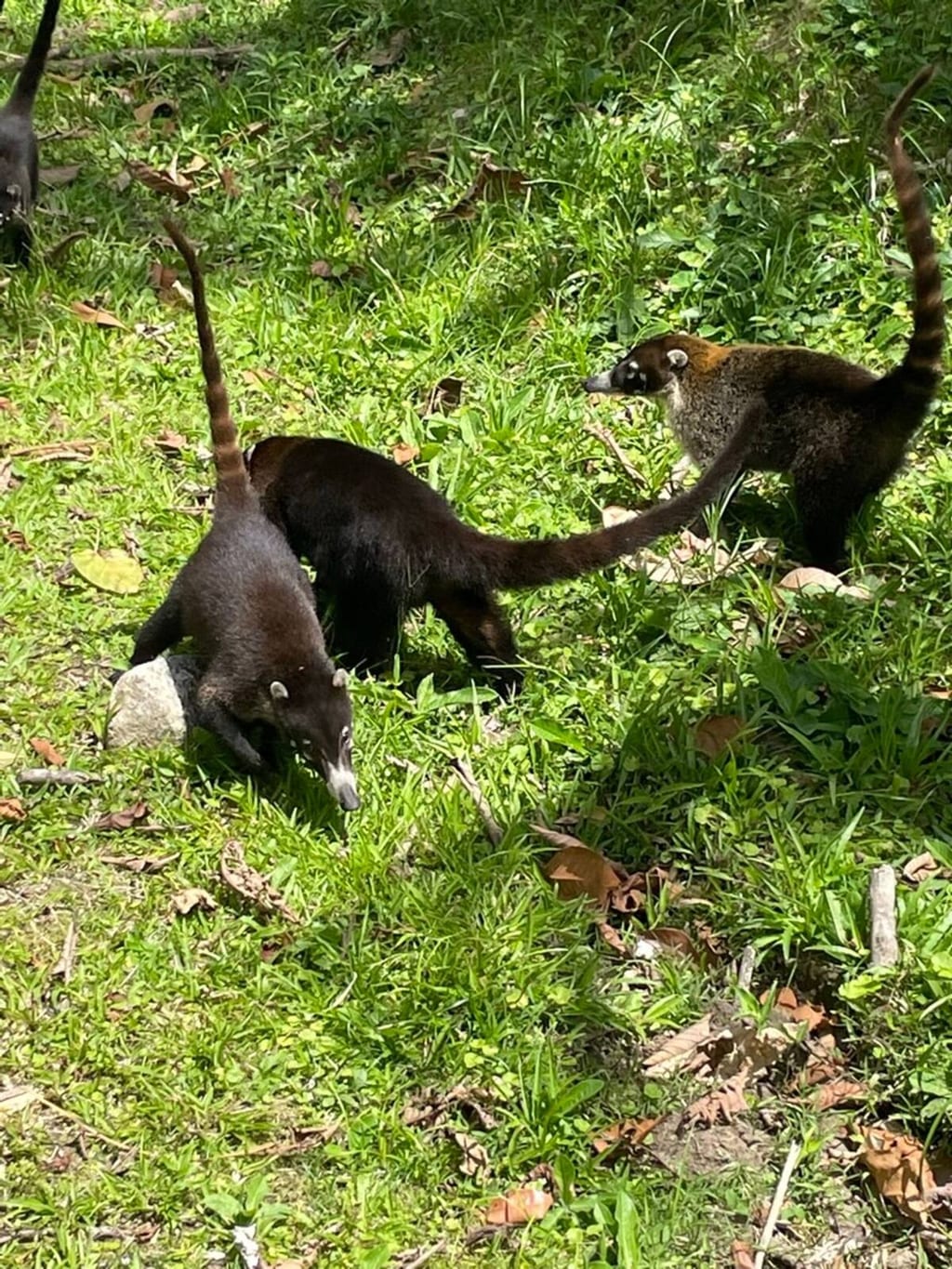 A pair of white-nosed coatis foraging on the lawn at Casa Rosa Blanca