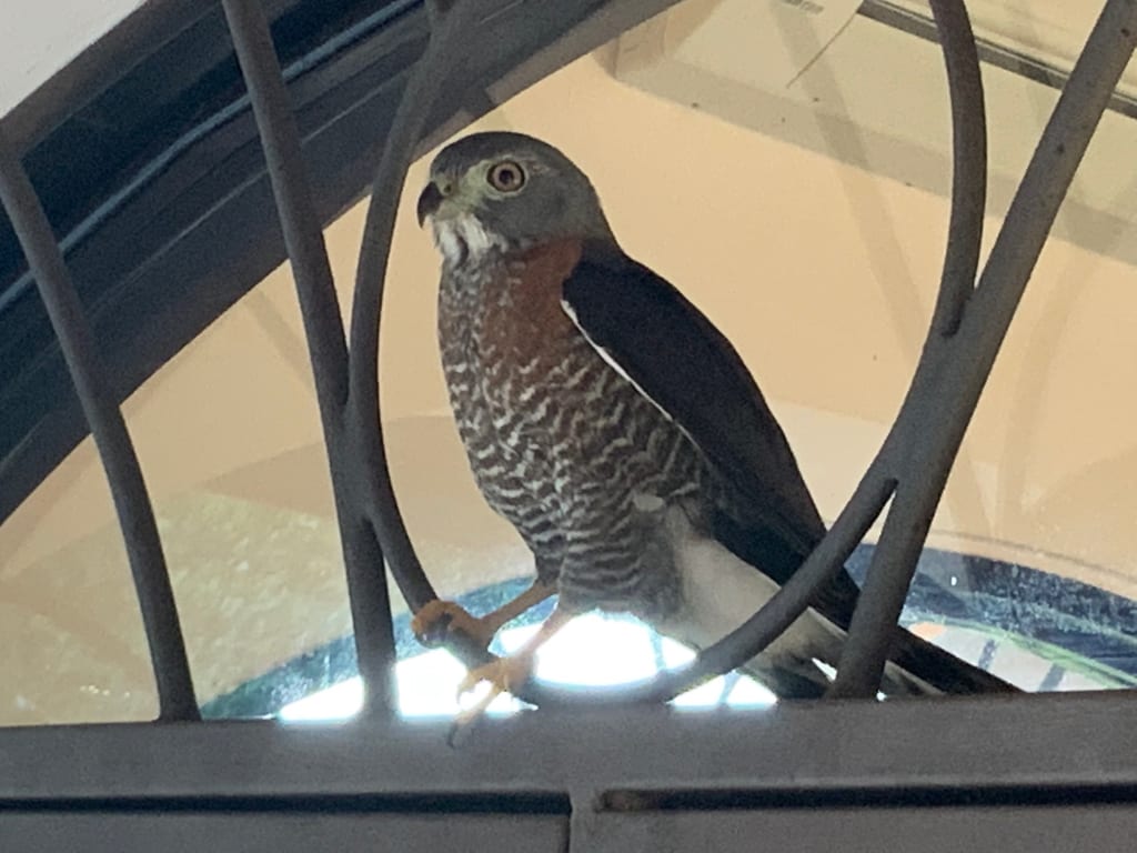The rescued road hawk standing on the pool deck with wings spread, one of many return visits over the following months