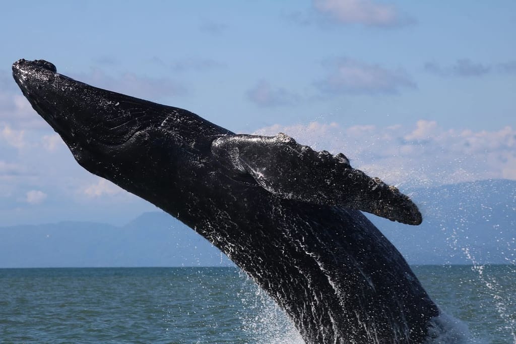 Humpback whale breaching off Marino Ballena National Park, twenty minutes from Casa Rosa Blanca