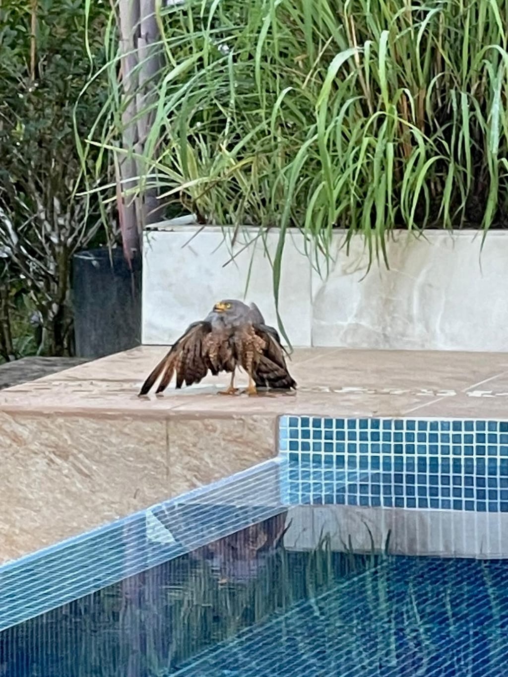 A road hawk drying its soaked wings on the pool deck at Casa Rosa Blanca, shortly after being lifted out of the water