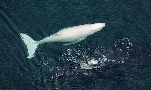A rare white humpback whale surfacing off the Costa Ballena coast near Marino Ballena National Park, Costa Rica