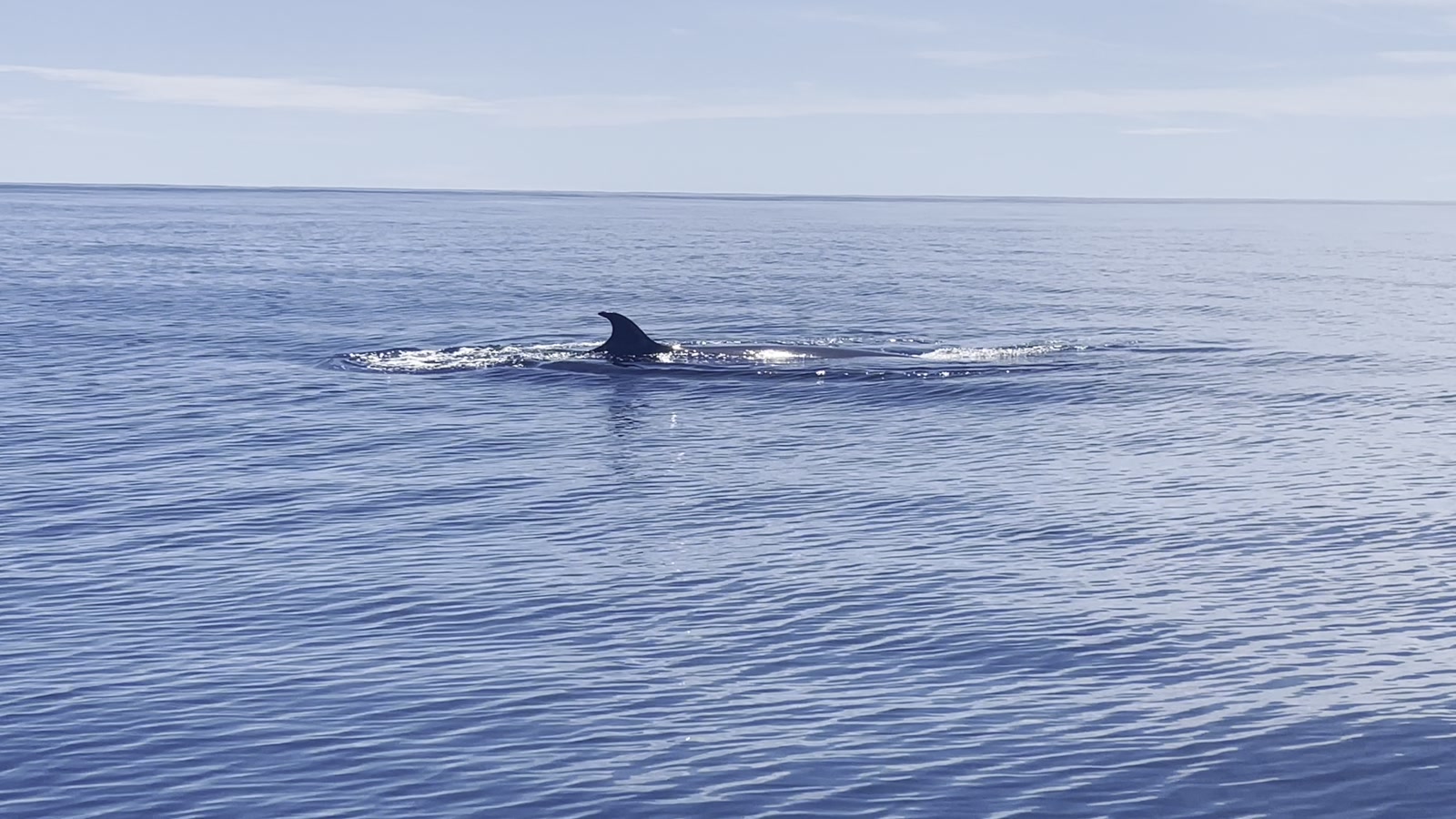 A Bryde's whale surfacing beside the boat on the way to Caño Island, Costa Rica